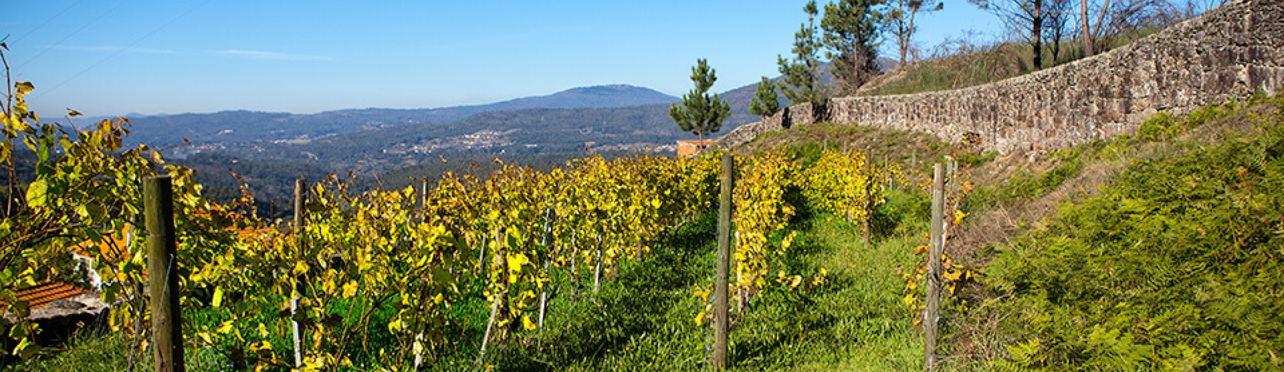 Robert Parker's Spotlight on Vinho Verde