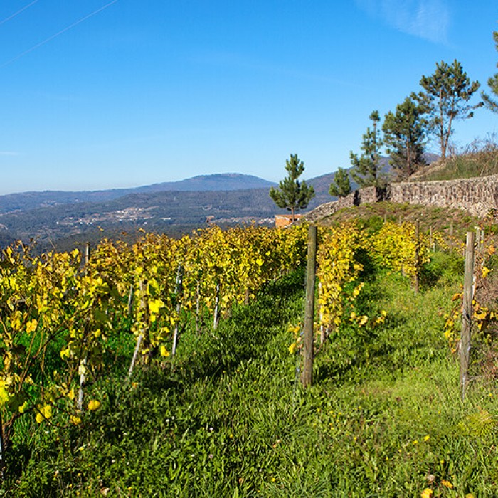 Robert Parker's Spotlight on Vinho Verde