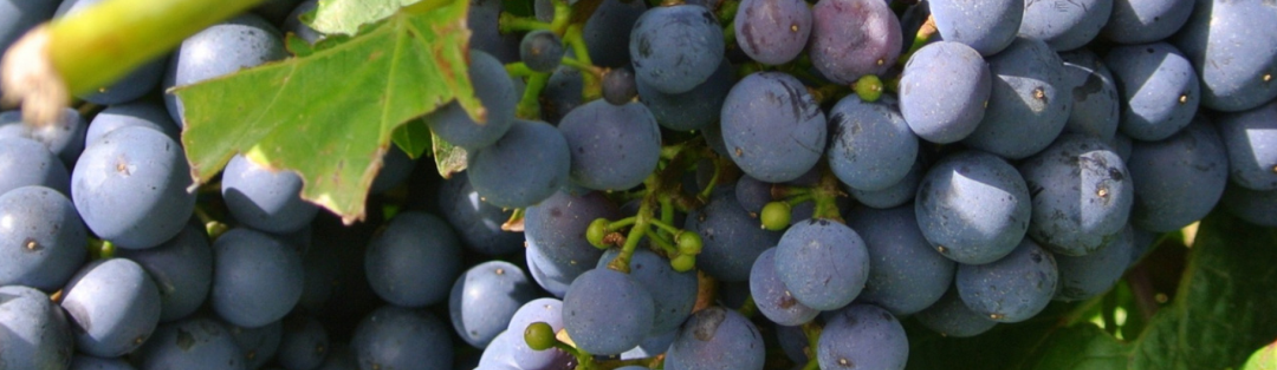Château Musar 2018: One of the Most Distinctive Fine Wines Available in Ireland