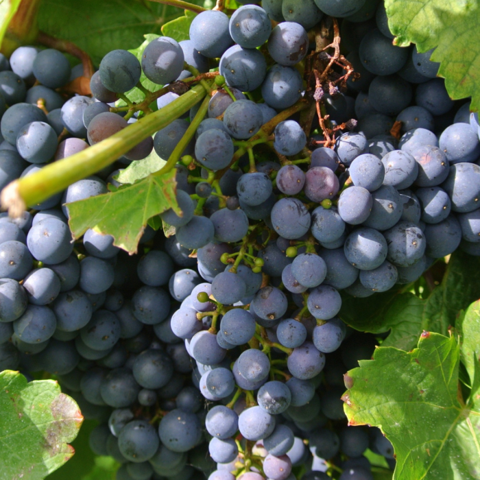 Château Musar 2018: One of the Most Distinctive Fine Wines Available in Ireland