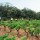 Domaine Les Aurelles