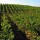 La Rioja Alta