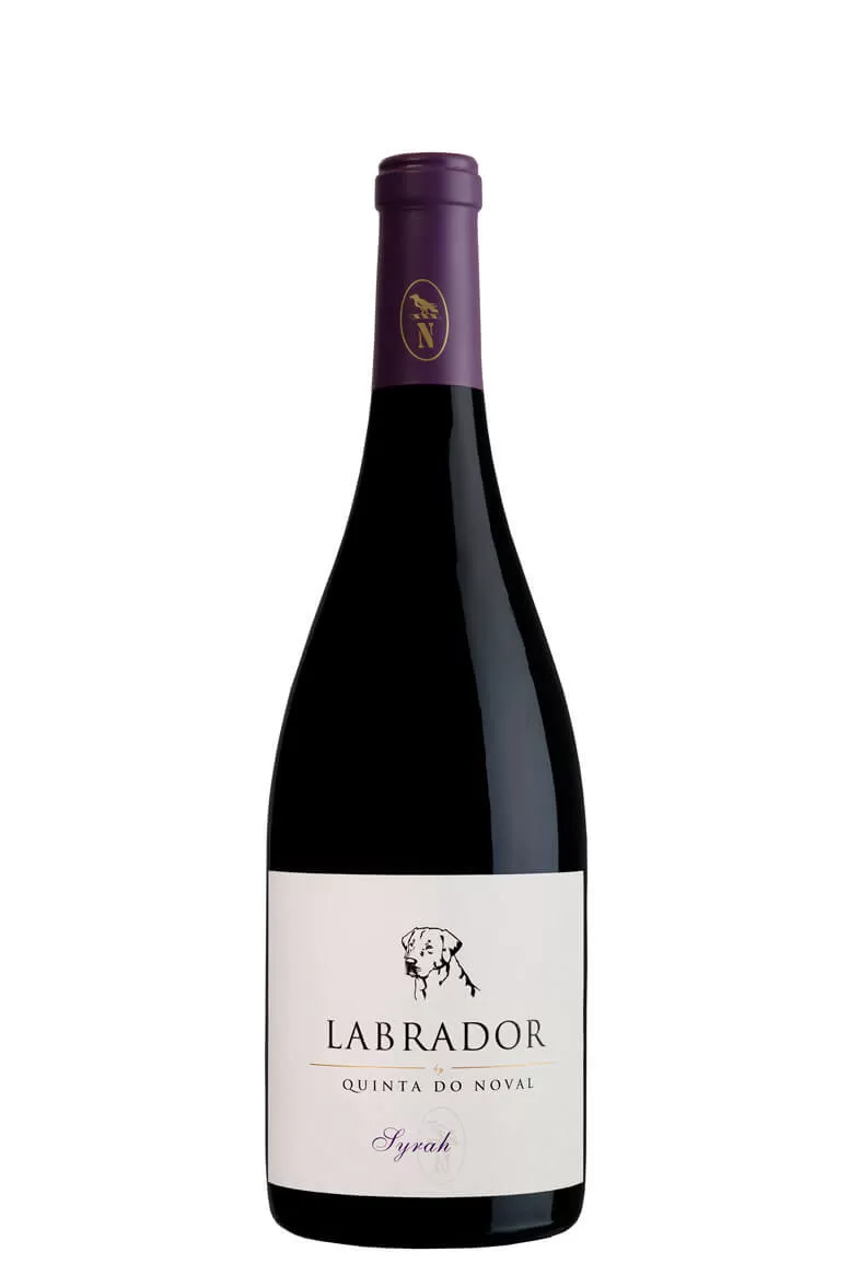 Labrador Syrah