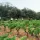 Domaine Les Aurelles