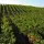 La Rioja Alta