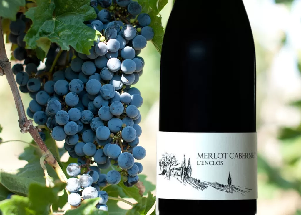 Merlot